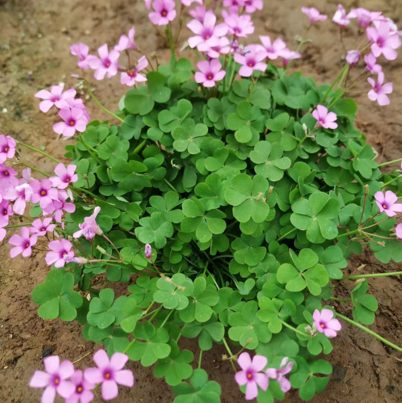 杂酱草
