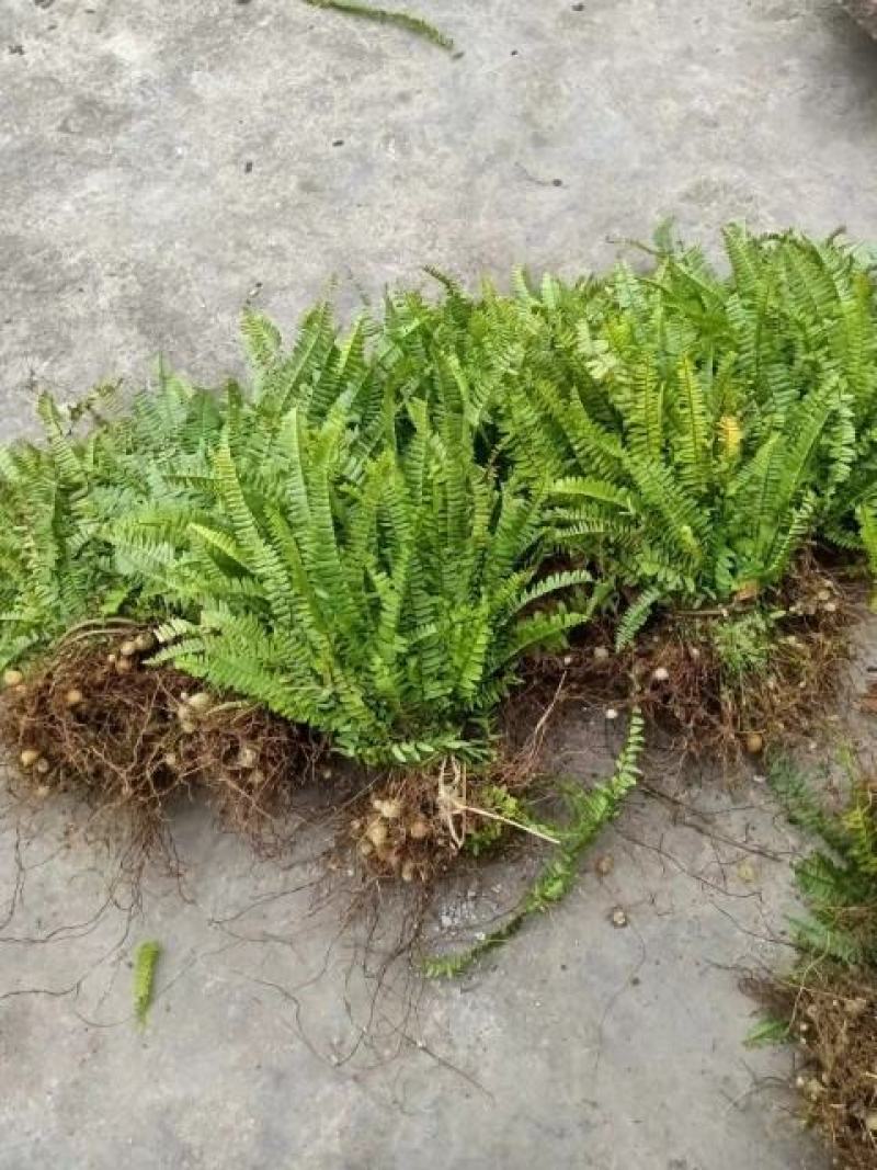 肾蕨草排骨草凤凰蛋
