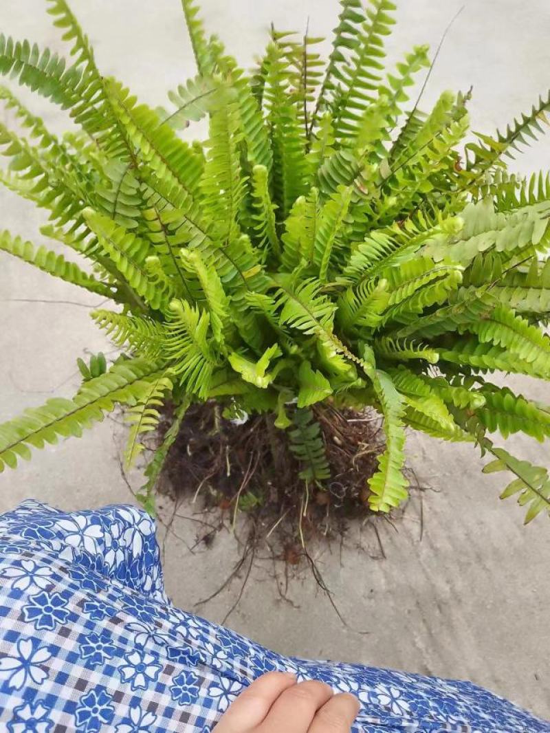 肾蕨草排骨草凤凰蛋