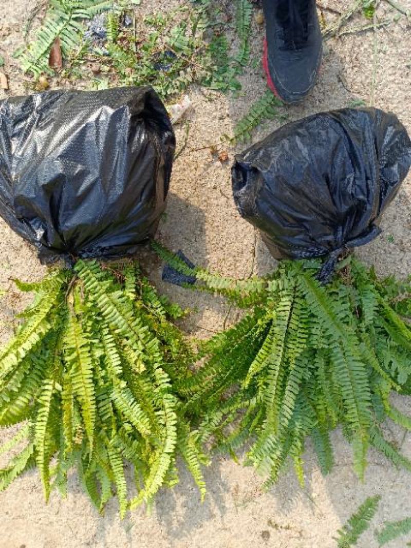 肾蕨草排骨草凤凰蛋