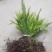 肾蕨草排骨草凤凰蛋
