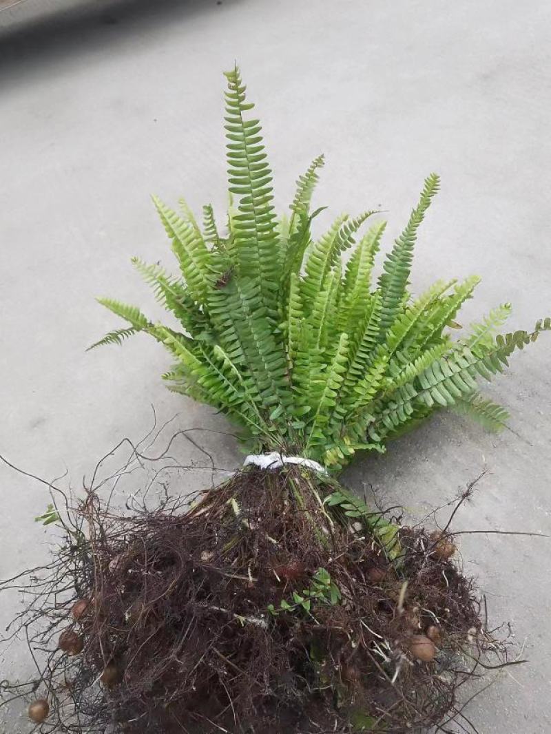 肾蕨草排骨草凤凰蛋
