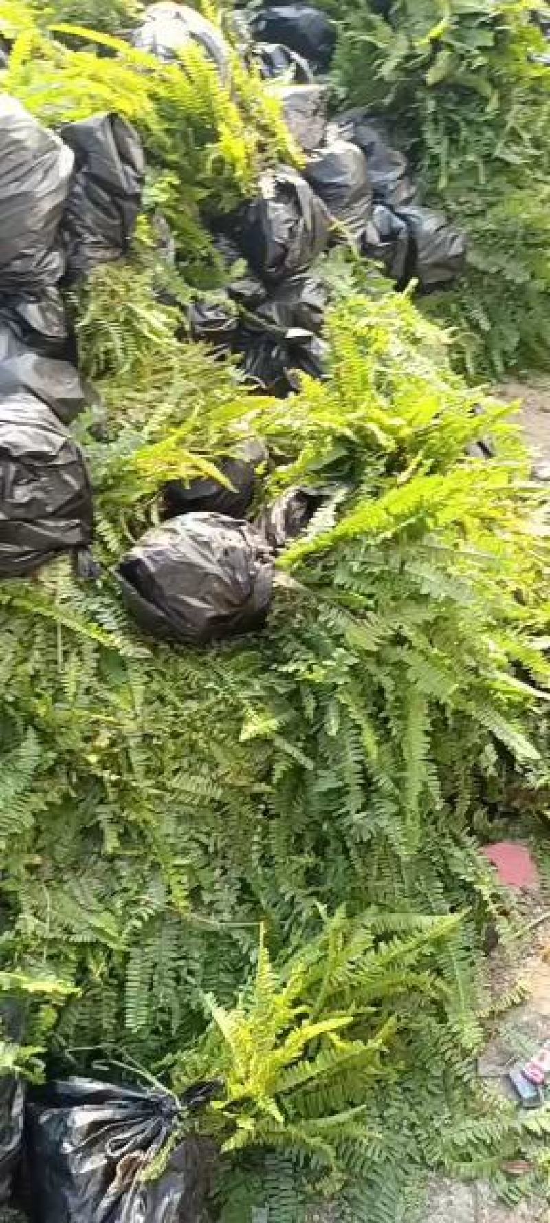 肾蕨草排骨草凤凰蛋