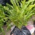 肾蕨草排骨草凤凰蛋