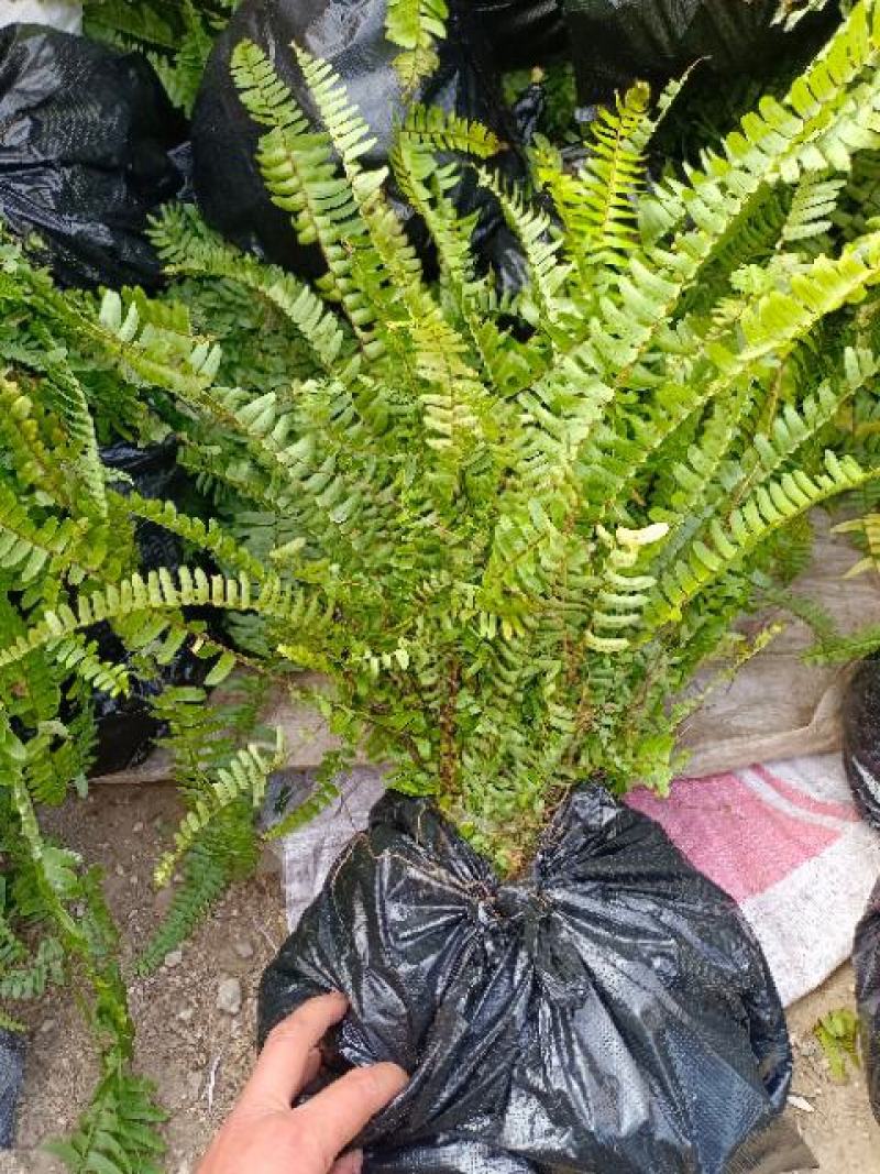 肾蕨草排骨草凤凰蛋