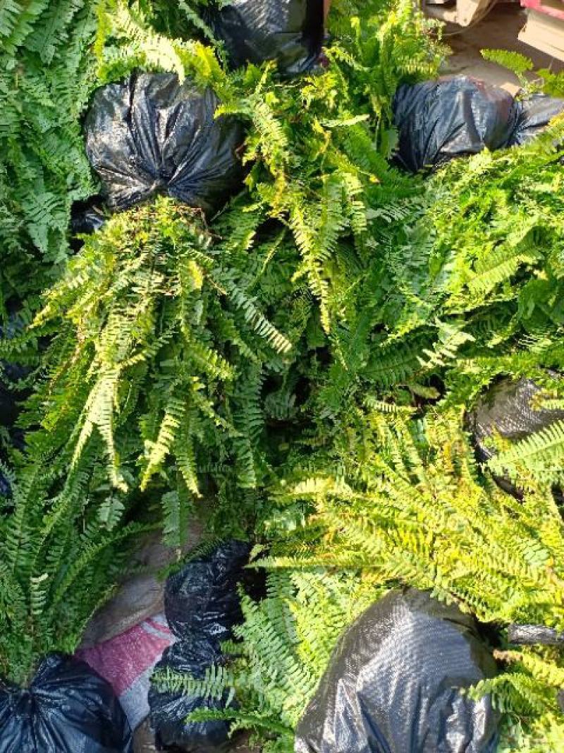 肾蕨草排骨草凤凰蛋