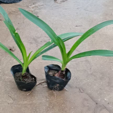 蜘蛛兰各种规格基地大量现货供应，欢迎各位客户咨询