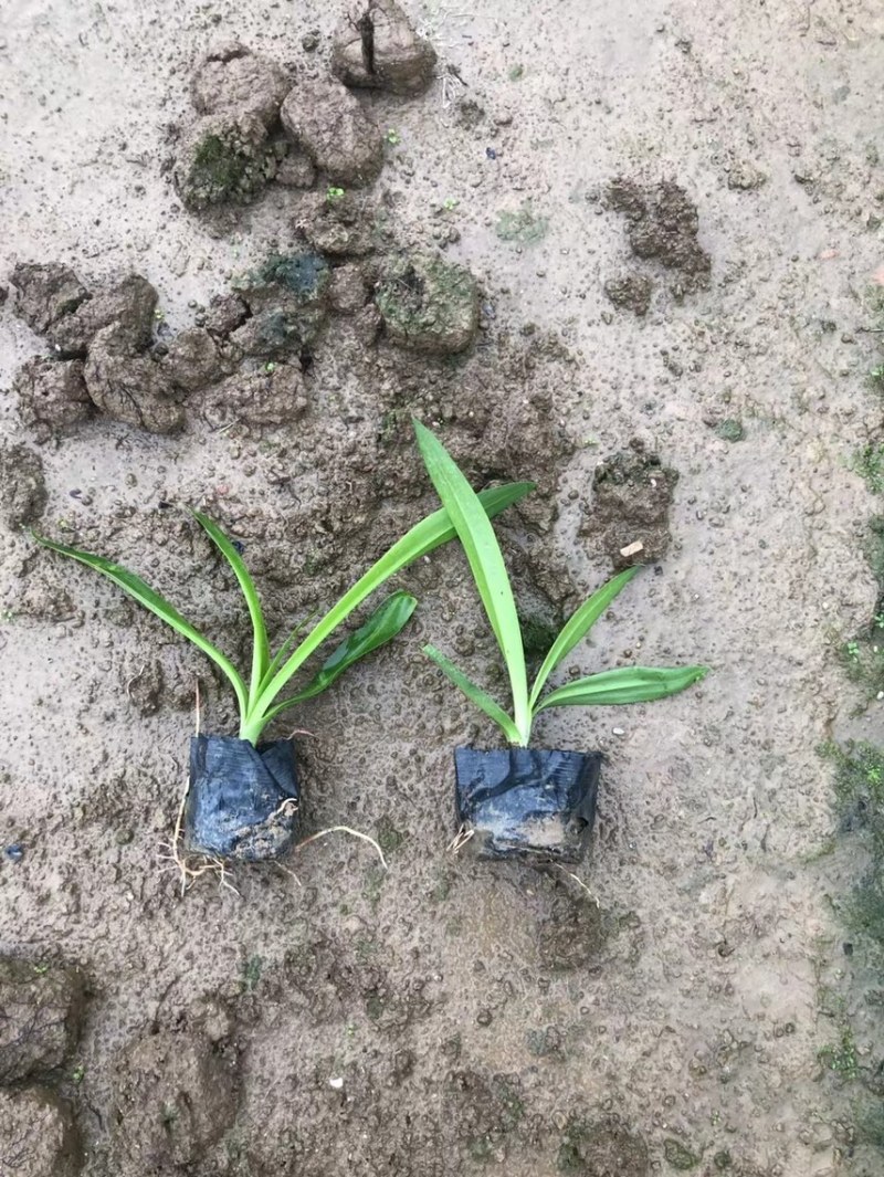 蜘蛛兰各种规格基地大量现货供应，欢迎各位客户咨询