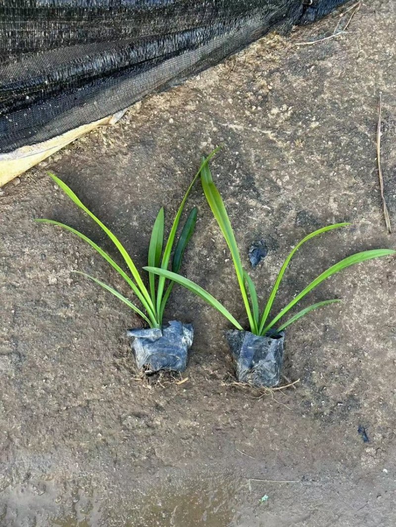 蜘蛛兰各种规格基地大量现货供应，欢迎各位客户咨询