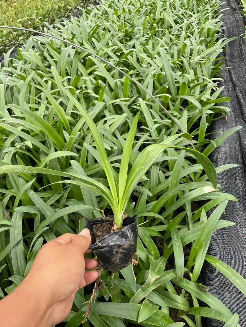 蜘蛛兰各种规格基地大量现货供应，欢迎各位客户咨询