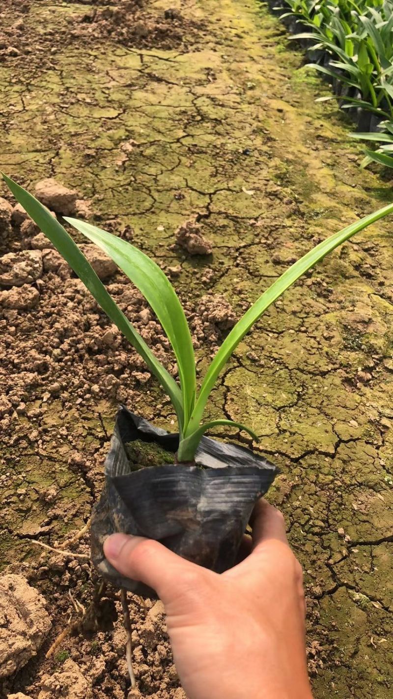 蜘蛛兰各种规格基地大量现货供应，欢迎各位客户咨询