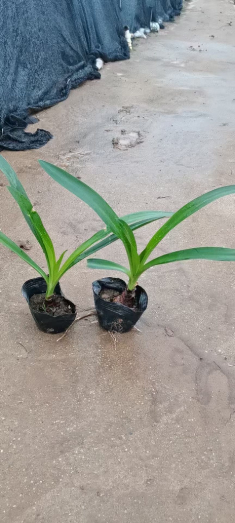 蜘蛛兰各种规格基地大量现货供应，欢迎各位客户咨询