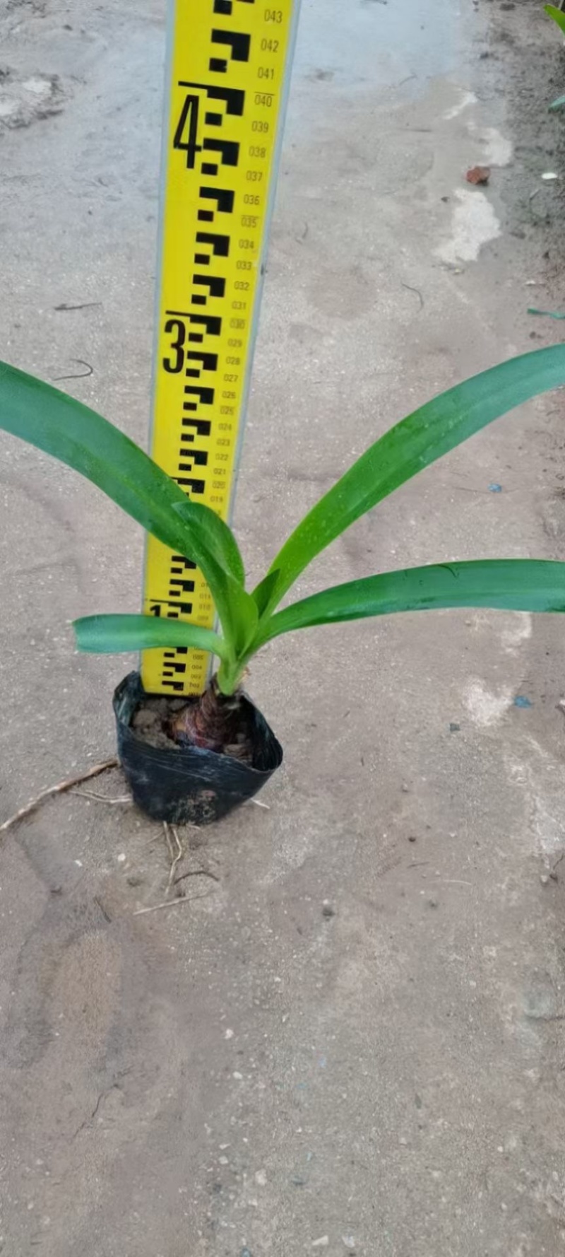 蜘蛛兰各种规格基地大量现货供应，欢迎各位客户咨询