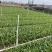 蜘蛛兰各种规格基地大量现货供应，欢迎各位客户咨询