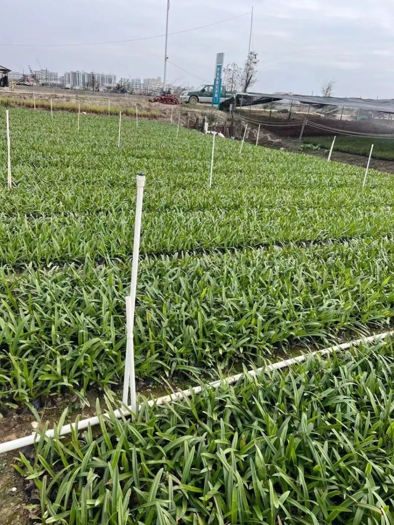蜘蛛兰各种规格基地大量现货供应，欢迎各位客户咨询