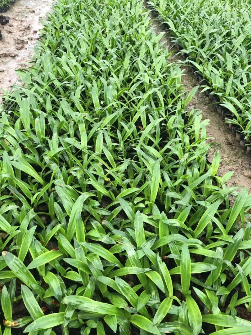 蜘蛛兰各种规格基地大量现货供应，欢迎各位客户咨询