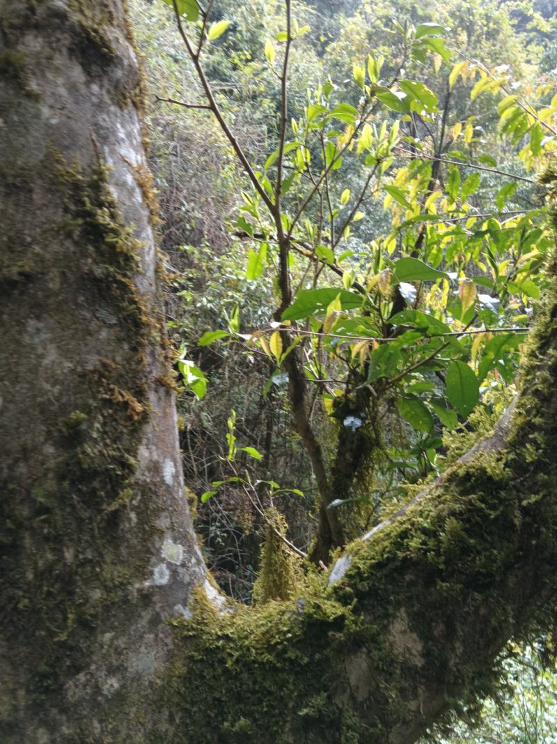 古树茶