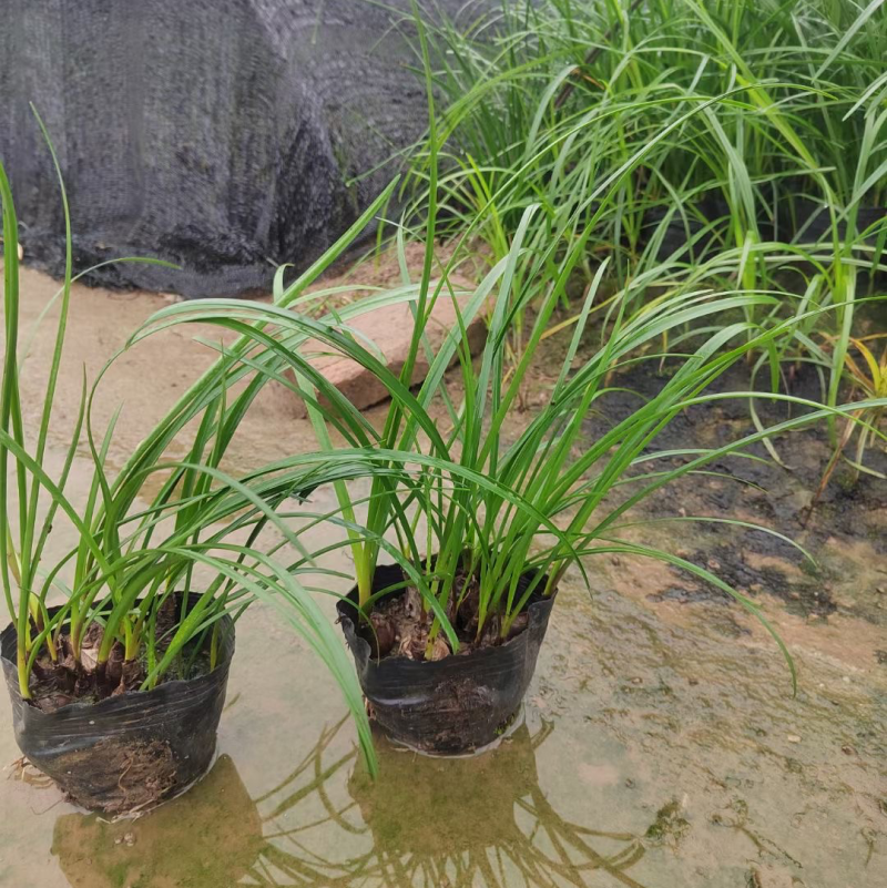 风雨兰各种规格基地大量现货供应，欢迎各位客户咨询