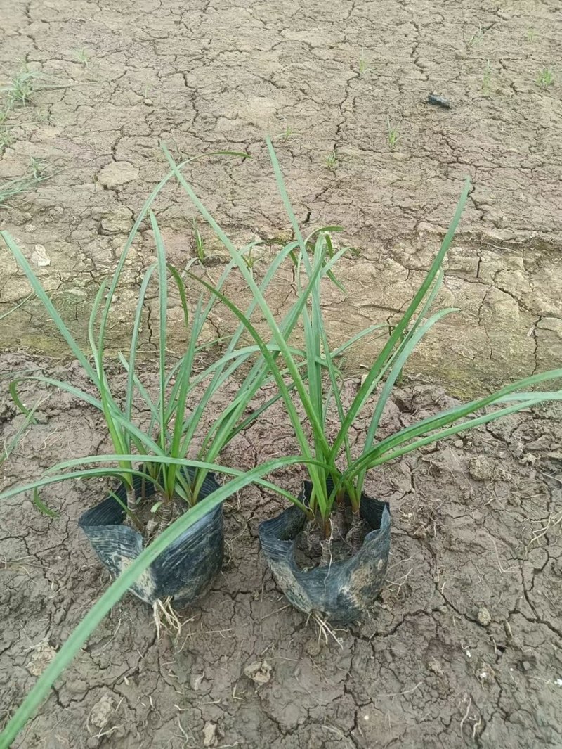 风雨兰各种规格基地大量现货供应，欢迎各位客户咨询