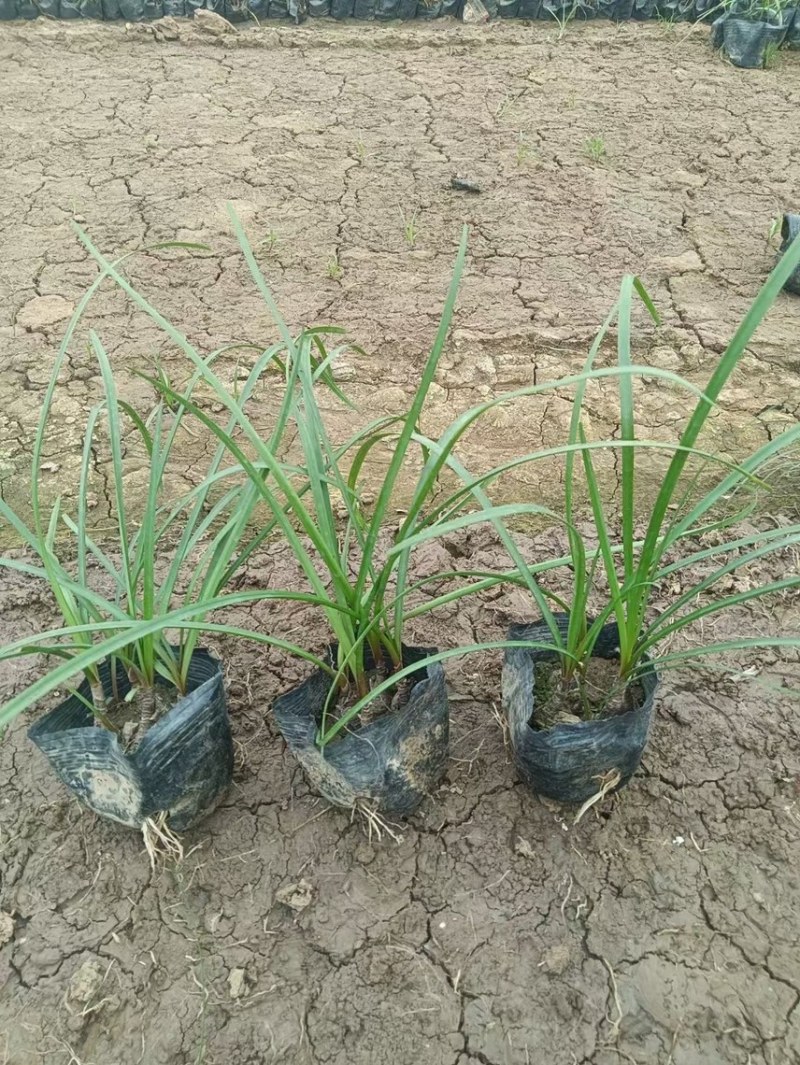 风雨兰各种规格基地大量现货供应，欢迎各位客户咨询