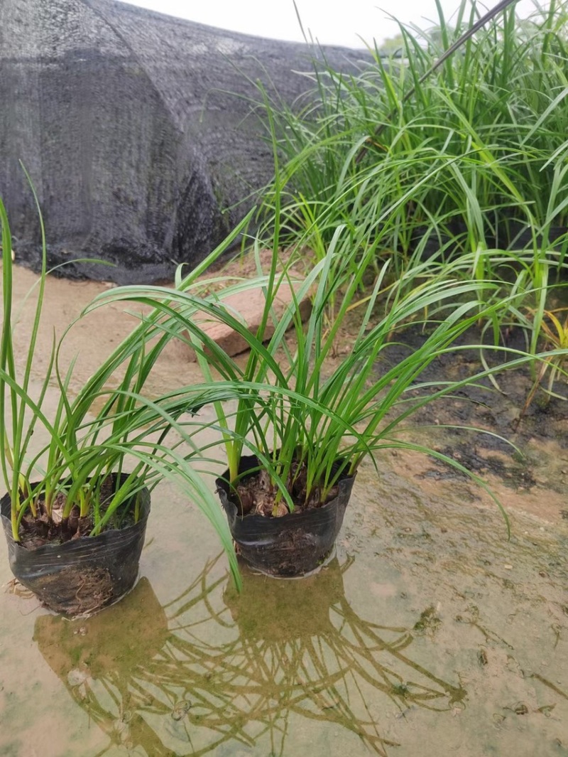 风雨兰各种规格基地大量现货供应，欢迎各位客户咨询