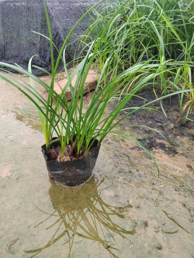 风雨兰各种规格基地大量现货供应，欢迎各位客户咨询