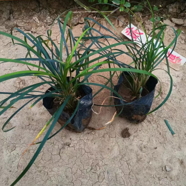 沿阶草各种规格基地大量现货供应，欢迎各位客户咨询