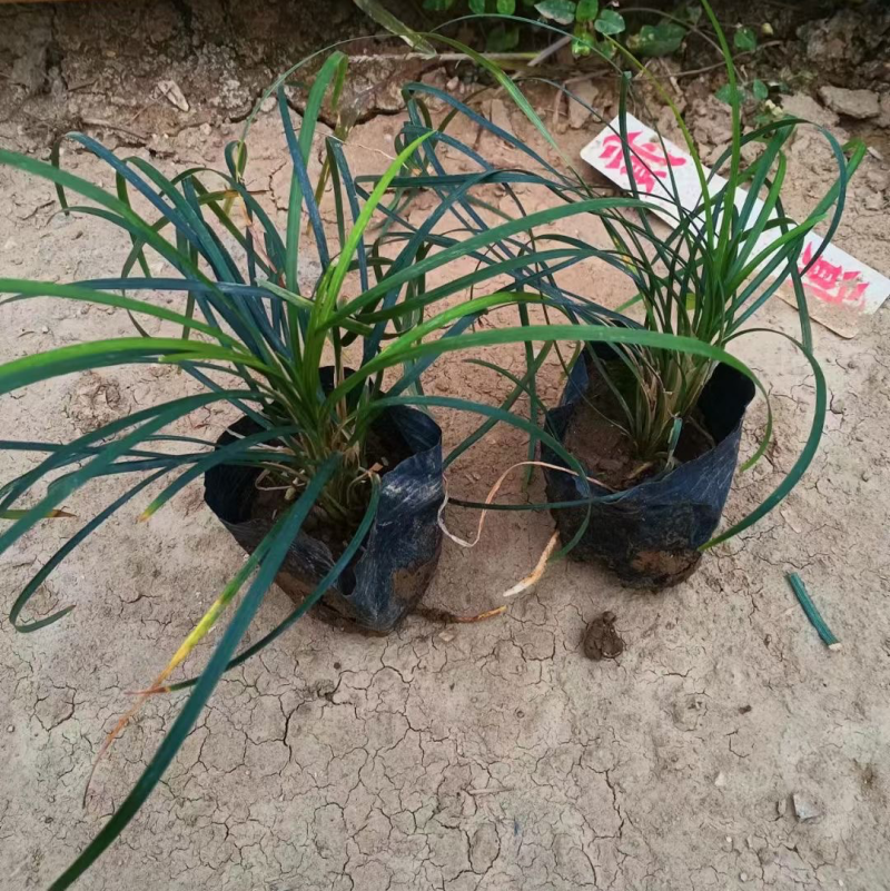 沿阶草各种规格基地大量现货供应，欢迎各位客户咨询