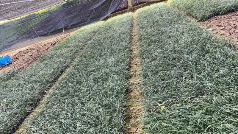 沿阶草各种规格基地大量现货供应，欢迎各位客户咨询