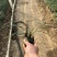 沿阶草各种规格基地大量现货供应，欢迎各位客户咨询