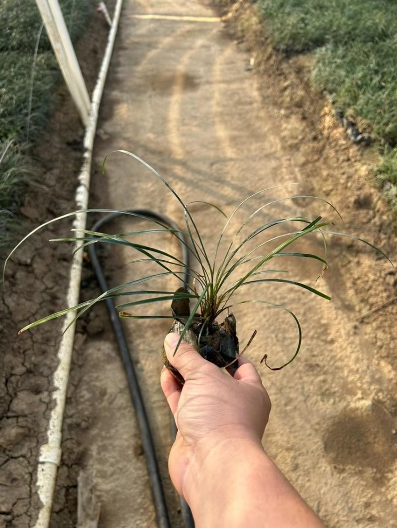 沿阶草各种规格基地大量现货供应，欢迎各位客户咨询