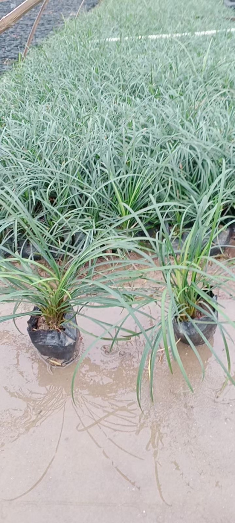 沿阶草各种规格基地大量现货供应，欢迎各位客户咨询