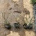 沿阶草各种规格基地大量现货供应，欢迎各位客户咨询