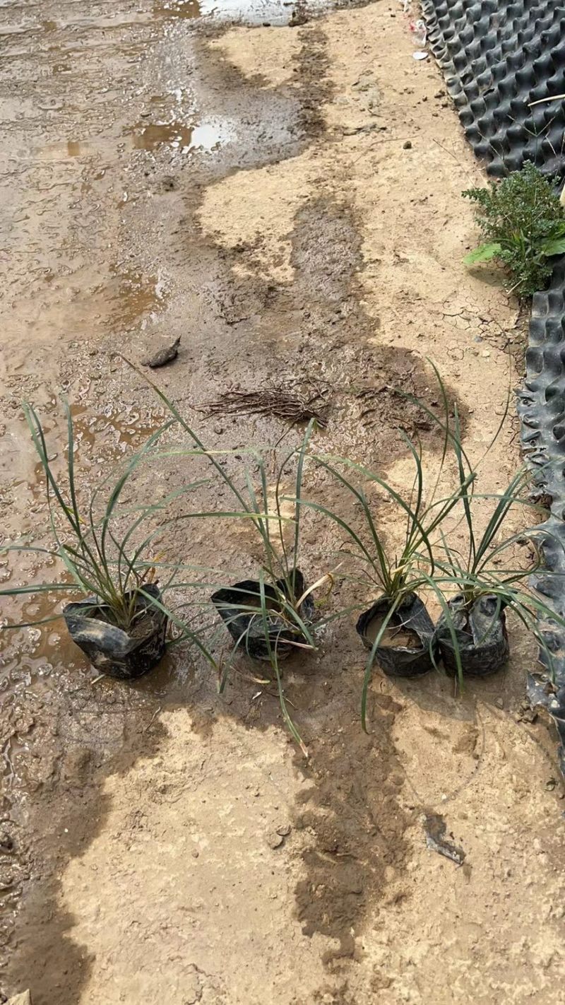 沿阶草各种规格基地大量现货供应，欢迎各位客户咨询
