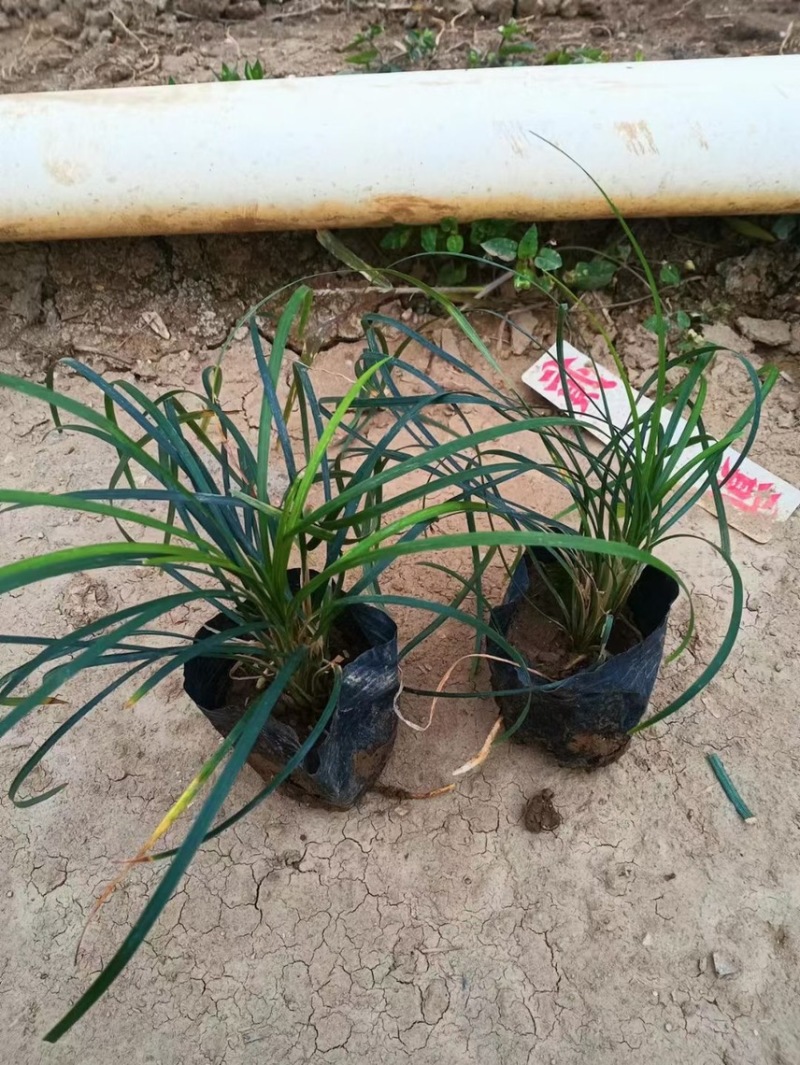 沿阶草各种规格基地大量现货供应，欢迎各位客户咨询
