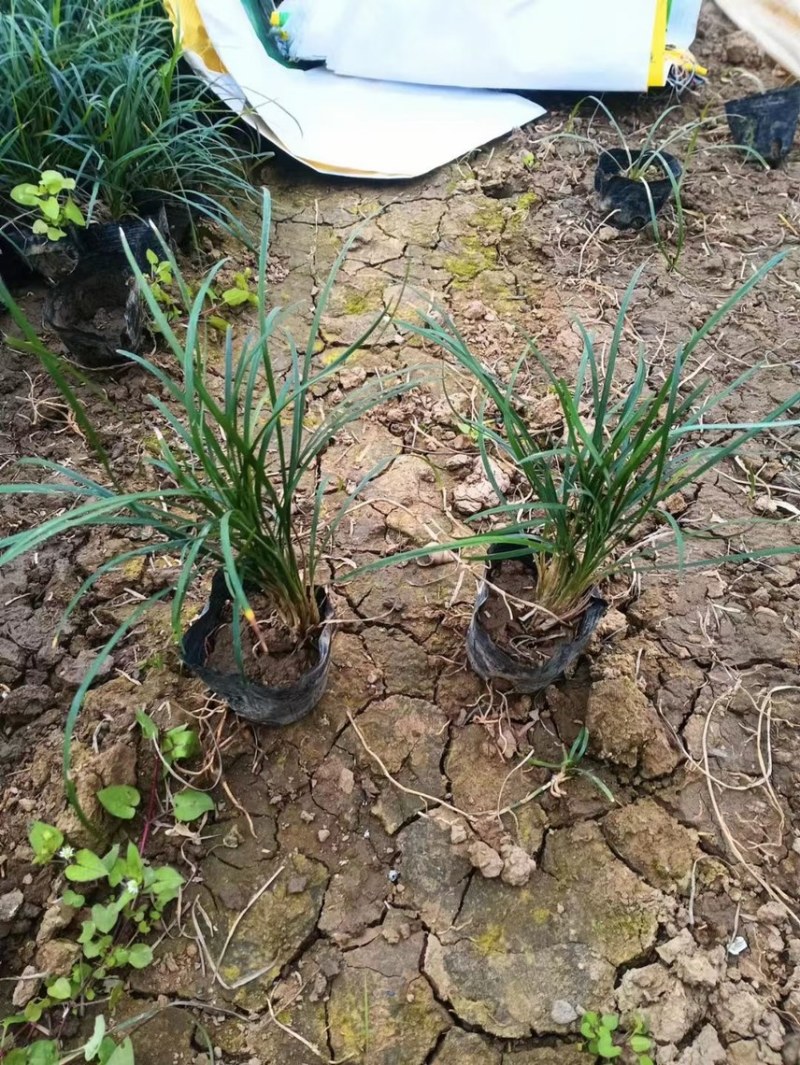 沿阶草各种规格基地大量现货供应，欢迎各位客户咨询