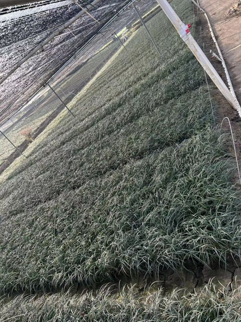 沿阶草各种规格基地大量现货供应，欢迎各位客户咨询