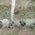 沿阶草各种规格基地大量现货供应，欢迎各位客户咨询