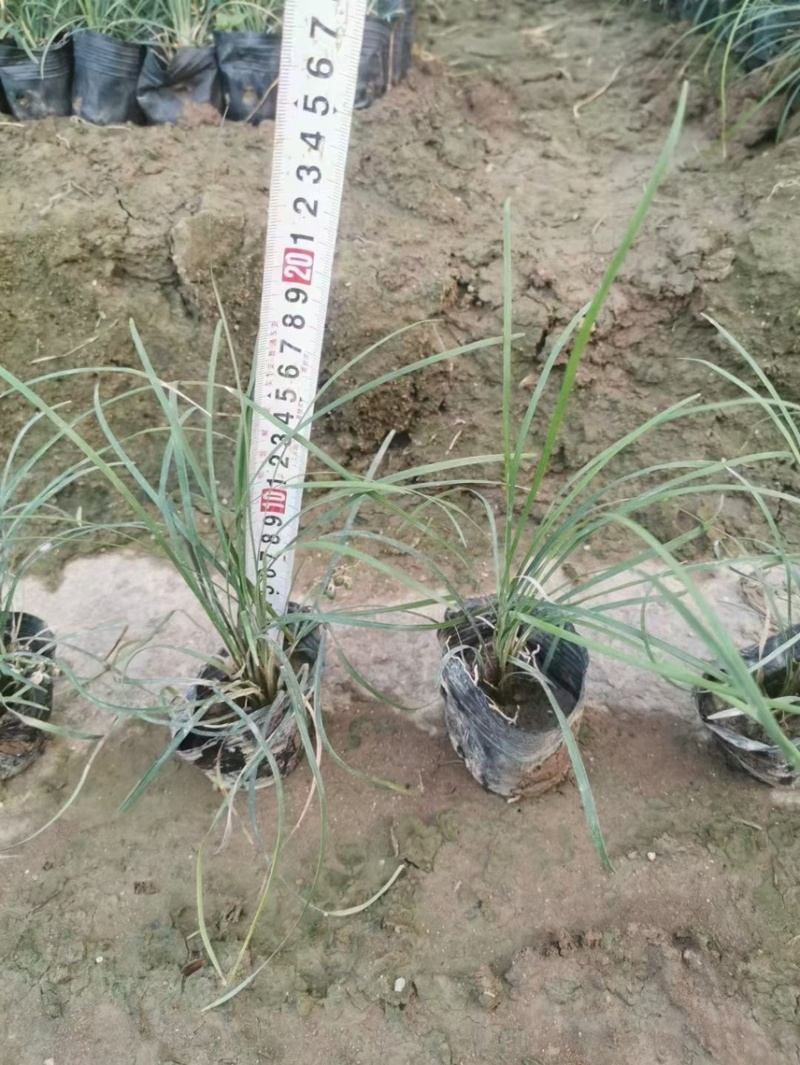 沿阶草各种规格基地大量现货供应，欢迎各位客户咨询