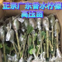 广东四季香水柠檬高压苗