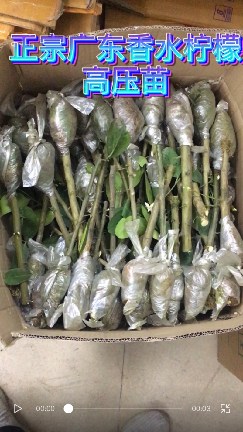 广东四季香水柠檬高压苗
