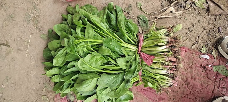 大叶菠菜家庭处理全流程对比图：左列生菜整株（带泥）、中列清水冲洗后、右列焯烫60秒后，三者色泽、挺括度、叶脉清晰度逐级对比