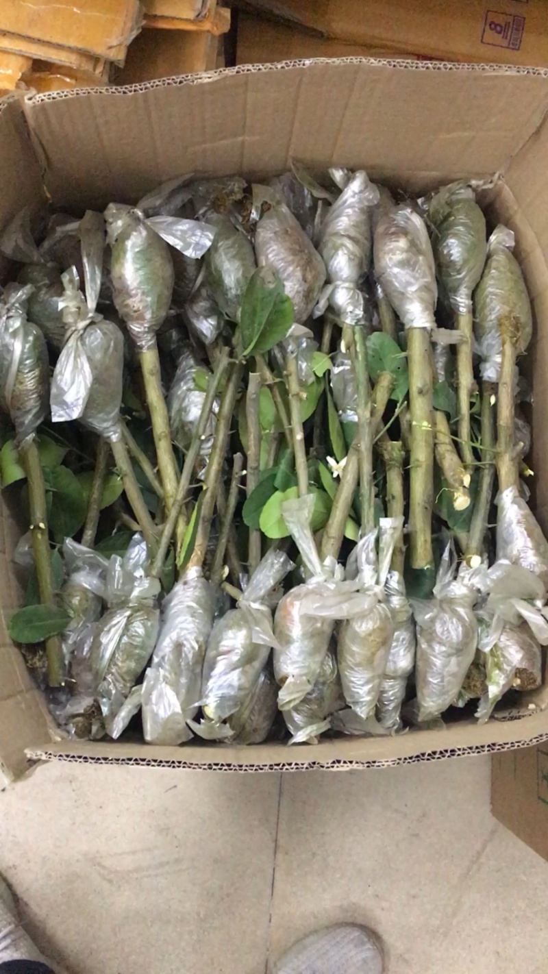 广东四季香水柠檬高压苗