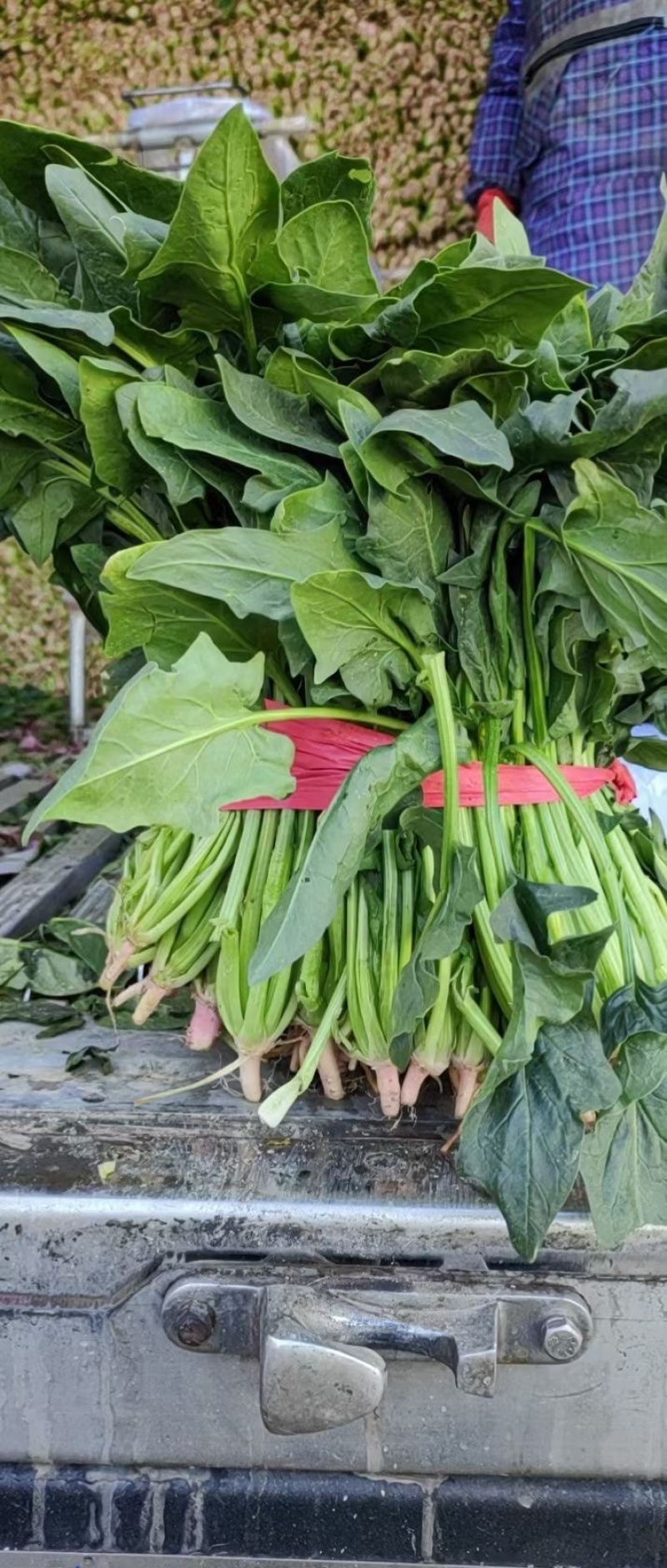 河北大叶菠菜高杆菠菜小叶菠菜质优价美对接各级客商