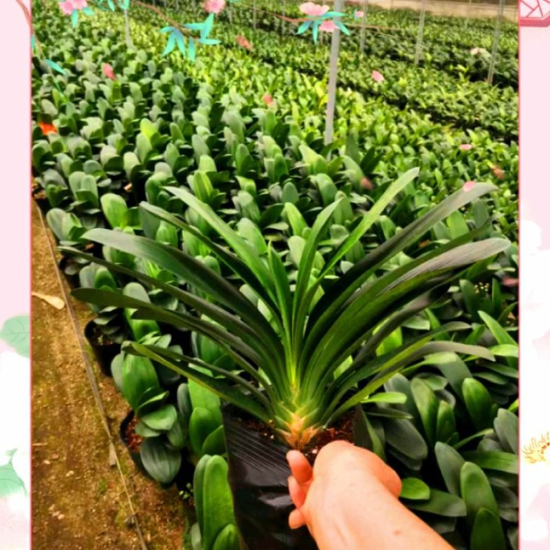 基地长期供应。红豆杉杯苗