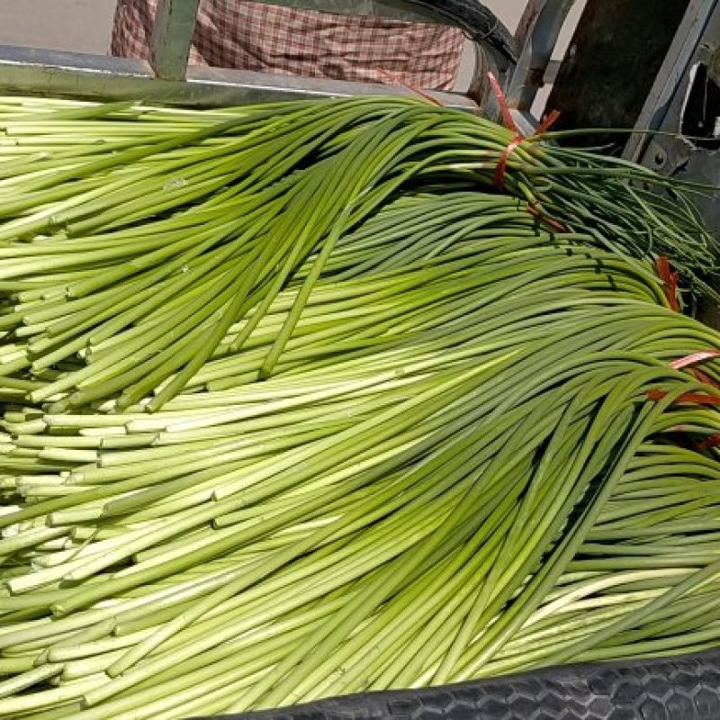 蒜薹无斑存可长年供货通货50~60cm