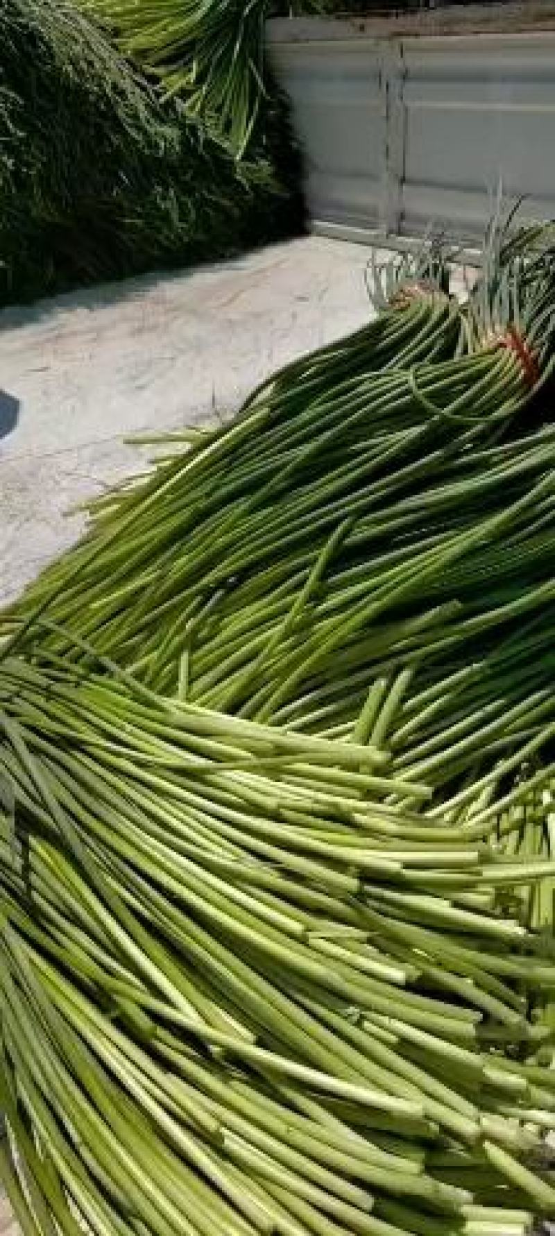 蒜薹无斑存可长年供货通货50~60cm