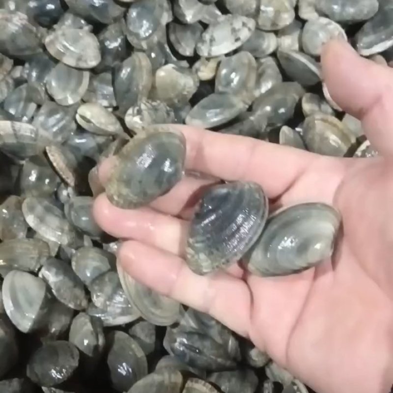辽宁东港三禾水产精品花蛤