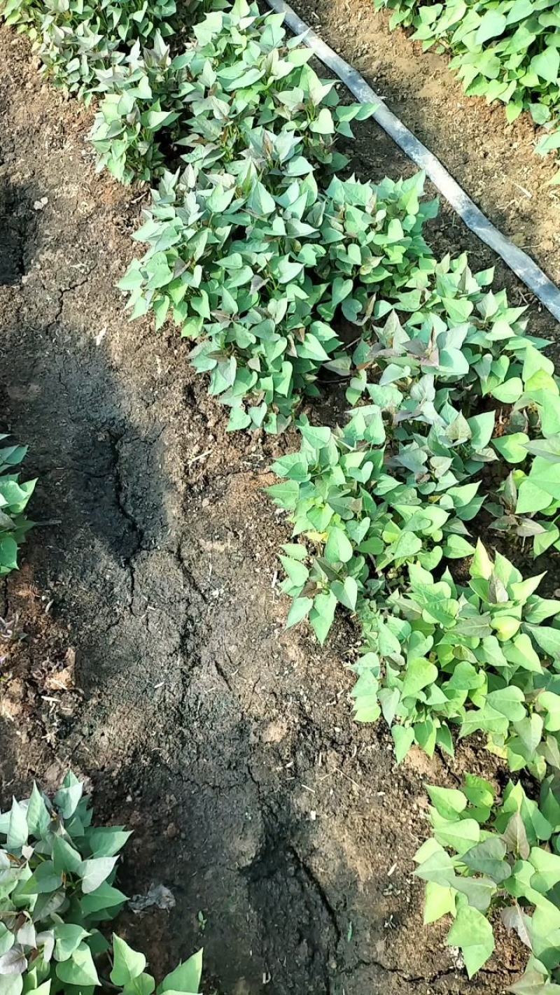 河南红薯苗大量上市品种齐全产地直销成活率高免费技术指导