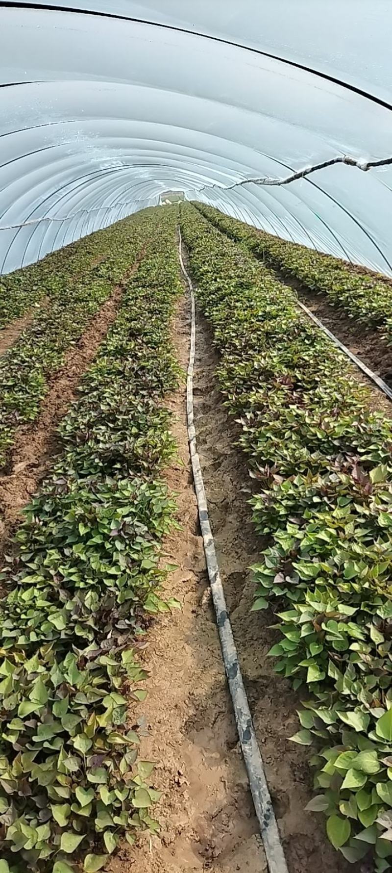 河南红薯苗/西瓜红红薯/基地直发/免费技术指导
